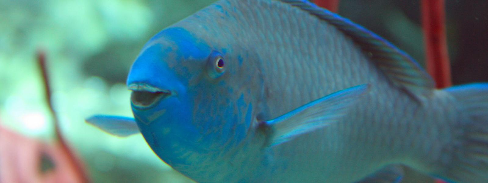 Algae eating marine outlet fish